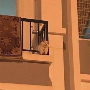 Meet your Posher, Lexi